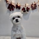 윤퍼피살롱 이미지