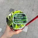 불독수학 | 연두빛 4월 ~(+_@)// 🌿🍈🌱☘️🌴🌳🌲🍏📗🍃🐉🫒🦜🍋‍🟩🦎🐊🍐🫛