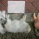 강아지본부 이미지