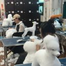 에듀윌국비교육원학원 | 🐶 직접 반려견과 실습하며 배운 HS평생교육원 국비애견미용학원 후기