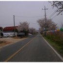 은해사 벚꽃길 이미지