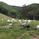 숲속산양목장 이미지
