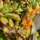 햇살다육꽃사랑 네이버블로그