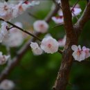 봄날오다 이미지