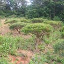 덕솔이네 이미지