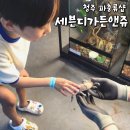 세븐디가든앤쥬 | 청주 실내동물원 파충류샵 세븐디가든앤쥬 장/단점 후기