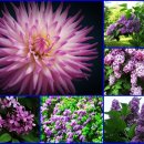 오늘 5월 30일의 꽃말은 -- 보랏빛 라일락(Lilac) -- 입니다 이미지