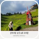 강아지랑 보성여행 중 발견한 감성카페| 초록이 펼치는 세상 티하우스