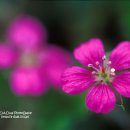 용성미산숲 이미지