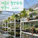 석송 | 겨울의 월간화원 방문후기, 더 정갈해진 일산희귀식물농장