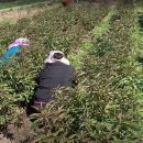 조정농장 이미지