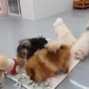 딩굴댕굴 애견호텔유치원 네이버블로그