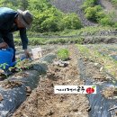 가시랭이사과농원