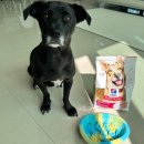 후니아이 | [언박싱/ 착용샷, 사용 후기] 드디어 나온 힐스 연어&amp;현미 신제품 대형견 후니와 소형견 야니의 힐스...