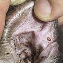 왕십리동물병원 이미지