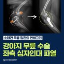 서면동물병원 | TPLO 슬개골 탈구 수술 이후 십자인대 파열 수술 치료 후기 / 부산 서면 동물병원 [더휴동물의료센터 24시]