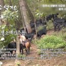 사봉흑염소