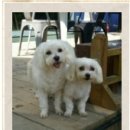 개스트하우스 말2 이미지