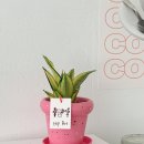 반려식물 원예화분 공예 이미지