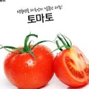 토마토 이미지