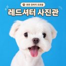 대광사진관 | 천안 불당동 강아지 프로필 사진 레드셔터 사진관 후기