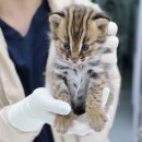 광주광역시 야생동물구조관리센터 이미지