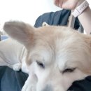 몽쉘 그루밍 이미지