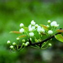 향-고향의 정 이미지