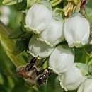 꿀베리하우스 이미지