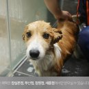 그레잇도그 이미지