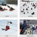 알프스애견 이미지