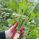 총각농장 이미지