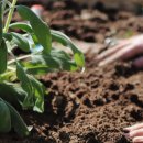 흙뿌리 농장 이미지