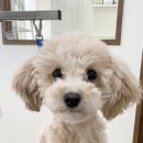 바림 펫그루밍샵 이미지