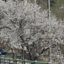 개나리(아)경로당 이미지