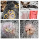 경상동물병원 | 낭종 제거 수술 가격 비용 후기, 아시아 수의 피부과...노견 부분마취 국소마취 동물 경북대 대학병원