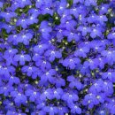 로벨리아(lobelia) 이미지