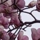 (주)진승기획 | 고문진보후집(古文眞寶後集) 87 蘇洵(소순) - 高祖論(고조론) 高祖(고조)에 대하여 논하다.