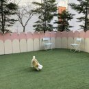 아지트댕댕 이미지