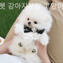 미니펫 강아지분양 고양이분양 수원점 | 미니펫 강아지분양 고양이분양 수원점 다양한 견종을 직접 보고 고를 수 있는 곳