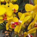 경화시장 이미지