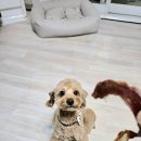 개멋지개 이미지