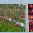 삼정농원 이미지