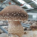 사촌농장 이미지