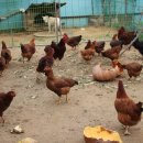 원곡식당 이미지