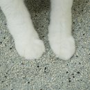 (주)아로펫 | 아메리칸솔루션 그랜드마스터 고양이모래, 12.6kg 대용량에 먼지까지 잡은 비결