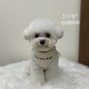 아르몽 | 대구 달서구 애견 미용실 “아르몽” 후기