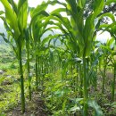 순익농장 이미지