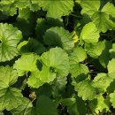 실로암농장 이미지