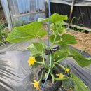 순만농장 이미지